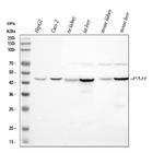 PAH Antibody in Western Blot (WB)