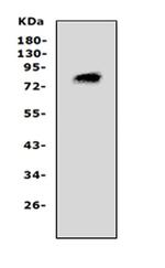 PCSK4 Antibody in Western Blot (WB)