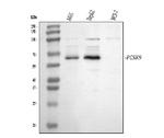 PCSK9 Antibody in Western Blot (WB)