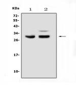 PDCD10 Polyclonal Antibody