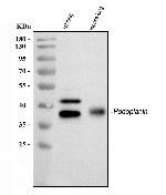 Podoplanin Antibody in Western Blot (WB)
