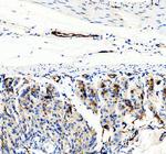 CD31 (PECAM-1) Antibody in Immunohistochemistry (Paraffin) (IHC (P))