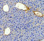 CD31 (PECAM-1) Antibody in Immunohistochemistry (Paraffin) (IHC (P))