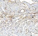 CD31 (PECAM-1) Antibody in Immunohistochemistry (Paraffin) (IHC (P))
