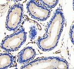 CD31 (PECAM-1) Polyclonal Antibody