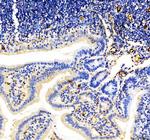 CD31 (PECAM-1) Antibody in Immunohistochemistry (Paraffin) (IHC (P))