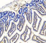 CD31 (PECAM-1) Antibody in Immunohistochemistry (Paraffin) (IHC (P))
