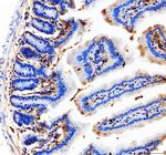 CD31 (PECAM-1) Antibody in Immunohistochemistry (Paraffin) (IHC (P))