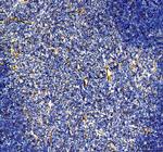 CD31 (PECAM-1) Antibody in Immunohistochemistry (Paraffin) (IHC (P))