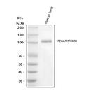 CD31 (PECAM-1) Antibody in Western Blot (WB)