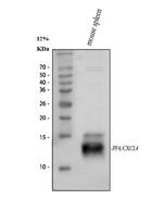 PF4 Antibody in Western Blot (WB)