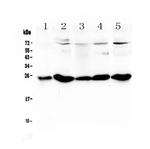 PGF Polyclonal Antibody