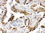 PGRMC1 Polyclonal Antibody