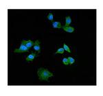 PI3 Polyclonal Antibody