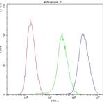 PNP Antibody in Flow Cytometry (Flow)