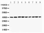 PON1 Polyclonal Antibody
