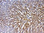 PON1 Antibody in Immunohistochemistry (Paraffin) (IHC (P))
