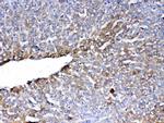 PON1 Antibody in Immunohistochemistry (Paraffin) (IHC (P))