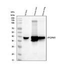 PON1 Antibody in Western Blot (WB)