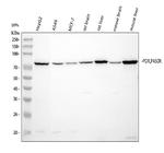 Cytochrome P450 Reductase Antibody in Western Blot (WB)