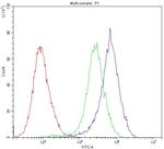 Cytochrome P450 Reductase Antibody in Flow Cytometry (Flow)