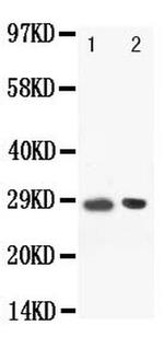 BOB-1 Antibody in Western Blot (WB)