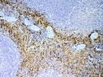 PPBP Polyclonal Antibody