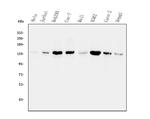 MYPT1 Antibody in Western Blot (WB)