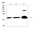 CPI-17 Antibody in Western Blot (WB)