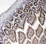 Blimp-1 Polyclonal Antibody