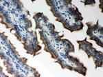 PRDX5 Antibody in Immunohistochemistry (Paraffin) (IHC (P))