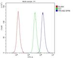 AMPK Beta-2 Antibody in Flow Cytometry (Flow)