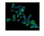 AMPK Beta-2 Polyclonal Antibody
