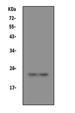 PrP Polyclonal Antibody