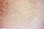 PrP Polyclonal Antibody