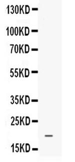 PROK1 Polyclonal Antibody