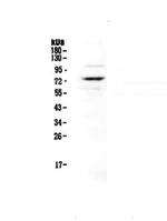 Protein S Polyclonal Antibody