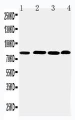 PROX1 Polyclonal Antibody