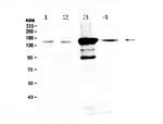 PRX Polyclonal Antibody