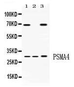 PSMA4 Polyclonal Antibody