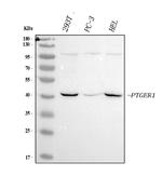 Prostaglandin E Receptor EP1 Polyclonal Antibody