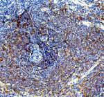PTP1B Antibody in Immunohistochemistry (Paraffin) (IHC (P))