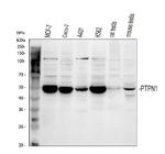 PTP1B Antibody in Western Blot (WB)