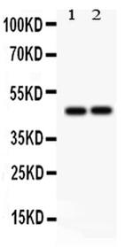 PTPN2 Antibody in Western Blot (WB)