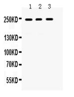 PTPRF Antibody in Western Blot (WB)