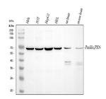 Paxillin Antibody in Western Blot (WB)