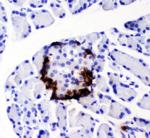 PYY Antibody in Immunohistochemistry (Paraffin) (IHC (P))