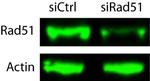 RAD51 Antibody in Western Blot (WB)