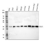 RALA Antibody in Western Blot (WB)