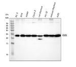 RAN Antibody in Western Blot (WB)